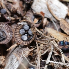 Cyathus sp. at Wellington Point, QLD - 5 Aug 2023 09:35 AM