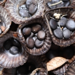 Unidentified Cup with one or more 'eggs' inside [birds nest fungi and cannonball fungus] at Wellington Point, QLD - 4 Aug 2023 by TimL