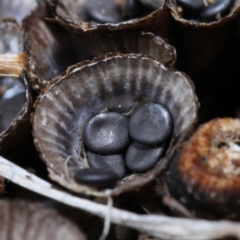 Cyathus sp. at Wellington Point, QLD - 5 Aug 2023 09:35 AM