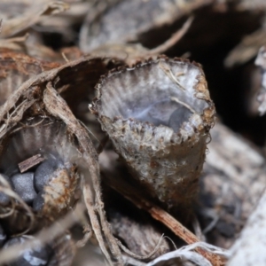 Cyathus sp. at Wellington Point, QLD - 5 Aug 2023 09:35 AM