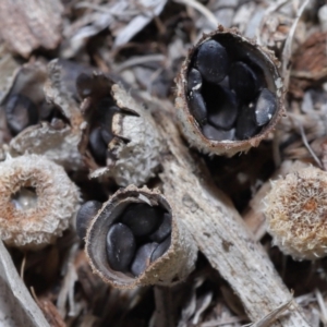 Cyathus sp. at Wellington Point, QLD - 5 Aug 2023 09:35 AM