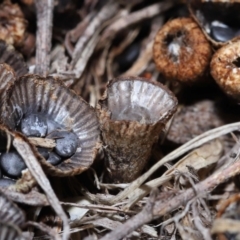 Cyathus sp. at Wellington Point, QLD - 5 Aug 2023 09:35 AM