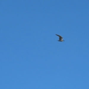 Gelochelidon macrotarsa at Port Douglas, QLD - 28 Jun 2023 07:19 AM