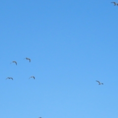 Gelochelidon macrotarsa at Port Douglas, QLD - 28 Jun 2023 07:19 AM