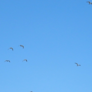 Gelochelidon macrotarsa at Port Douglas, QLD - 28 Jun 2023 07:19 AM