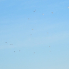 Gelochelidon macrotarsa at Port Douglas, QLD - 28 Jun 2023 07:19 AM