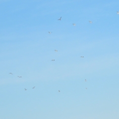 Gelochelidon macrotarsa at Port Douglas, QLD - 28 Jun 2023 07:19 AM