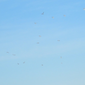 Gelochelidon macrotarsa at Port Douglas, QLD - 28 Jun 2023 07:19 AM