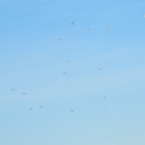 Gelochelidon macrotarsa at Port Douglas, QLD - 28 Jun 2023 07:19 AM