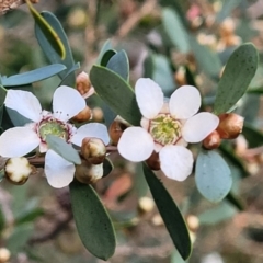 Leptospermum laevigatum (Coast Teatree) at Vincentia Bushcare - 5 Aug 2023 by trevorpreston