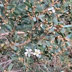 Leptospermum laevigatum at Vincentia, NSW - 5 Aug 2023 04:49 PM