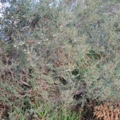 Leptospermum laevigatum at Vincentia, NSW - 5 Aug 2023 04:49 PM