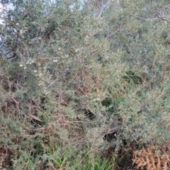Leptospermum laevigatum at Vincentia, NSW - 5 Aug 2023