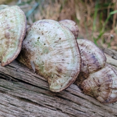 Unidentified Shelf-like to hoof-like & usually on wood at Vincentia Bushcare - 5 Aug 2023 by trevorpreston