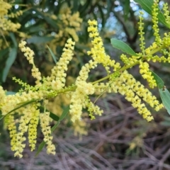 Acacia longifolia subsp. longifolia (sallow or Sydney golden wattle) at Vincentia, NSW - 5 Aug 2023 by trevorpreston
