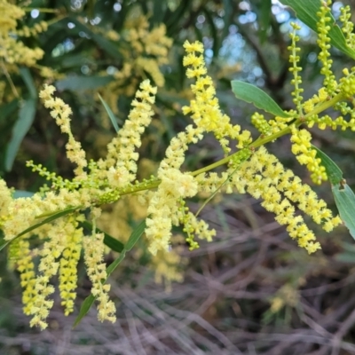 Acacia longifolia subsp. longifolia (sallow or Sydney golden wattle) at Vincentia, NSW - 5 Aug 2023 by trevorpreston