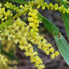 Acacia longifolia subsp. longifolia at Vincentia, NSW - 5 Aug 2023 04:46 PM