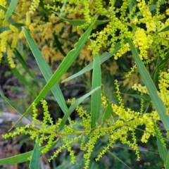 Acacia longifolia subsp. longifolia at Vincentia, NSW - 5 Aug 2023 04:46 PM