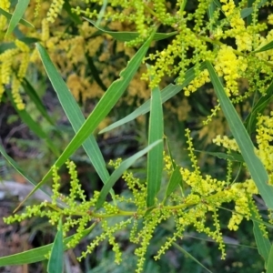 Acacia longifolia subsp. longifolia at Vincentia, NSW - 5 Aug 2023