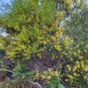 Acacia longifolia subsp. longifolia at Vincentia, NSW - 5 Aug 2023