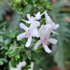 Westringia fruticosa (Native Rosemary) at Vincentia, NSW - 5 Aug 2023 by trevorpreston