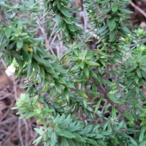 Westringia fruticosa at Vincentia, NSW - 5 Aug 2023 04:44 PM