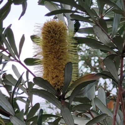 Banksia integrifolia subsp. integrifolia (Coast Banksia) at Vincentia, NSW - 5 Aug 2023 by trevorpreston