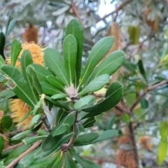 Banksia integrifolia subsp. integrifolia at Vincentia, NSW - 5 Aug 2023