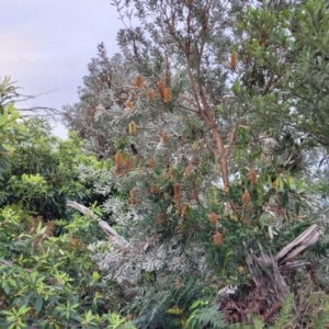 Banksia integrifolia subsp. integrifolia at Vincentia, NSW - 5 Aug 2023