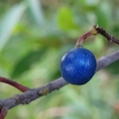 Elaeocarpus reticulatus (Blueberry Ash, Fairy Petticoats) at Vincentia, NSW - 5 Aug 2023 by trevorpreston