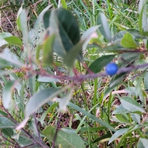 Elaeocarpus reticulatus at Vincentia, NSW - 5 Aug 2023 04:43 PM