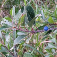 Elaeocarpus reticulatus at Vincentia, NSW - 5 Aug 2023 04:43 PM