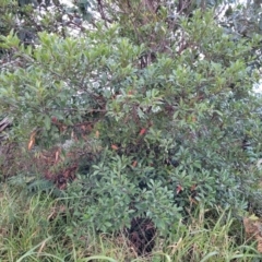 Elaeocarpus reticulatus at Vincentia, NSW - 5 Aug 2023