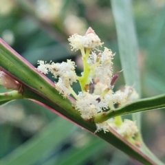 Acacia suaveolens (Sweet Wattle) at Vincentia, NSW - 5 Aug 2023 by trevorpreston