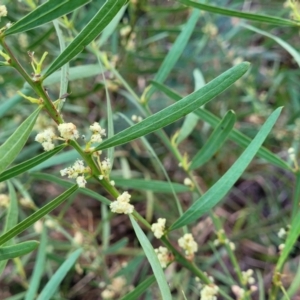 Acacia suaveolens at Vincentia, NSW - 5 Aug 2023