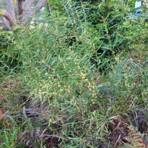 Acacia suaveolens at Vincentia, NSW - 5 Aug 2023