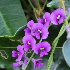 Hardenbergia violacea (False Sarsaparilla) at Vincentia Bushcare - 5 Aug 2023 by trevorpreston