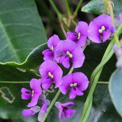 Hardenbergia violacea (False Sarsaparilla) at Vincentia Bushcare - 5 Aug 2023 by trevorpreston