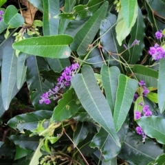 Hardenbergia violacea at Vincentia, NSW - 5 Aug 2023 04:38 PM