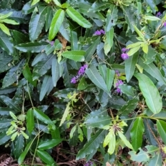 Hardenbergia violacea at Vincentia, NSW - 5 Aug 2023 04:38 PM