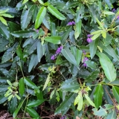 Hardenbergia violacea at Vincentia, NSW - 5 Aug 2023