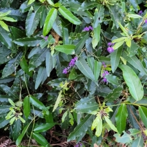 Hardenbergia violacea at Vincentia, NSW - 5 Aug 2023