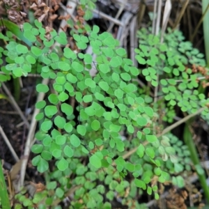 Adiantum aethiopicum at Vincentia, NSW - 6 Aug 2023