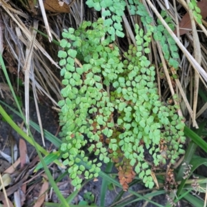 Adiantum aethiopicum at Vincentia, NSW - 6 Aug 2023