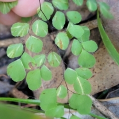 Adiantum aethiopicum at Vincentia, NSW - 6 Aug 2023