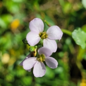 Cakile maritima at Vincentia, NSW - 6 Aug 2023