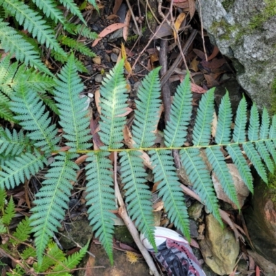 Cyathea cooperi (Straw Treefern) at Vincentia, NSW - 6 Aug 2023 by trevorpreston