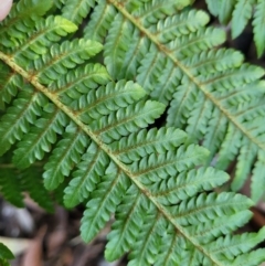 Cyathea cooperi at Vincentia, NSW - 6 Aug 2023