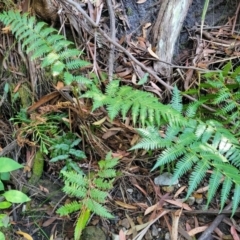 Cyathea cooperi at Vincentia, NSW - 6 Aug 2023