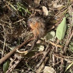 Pseudocheirus peregrinus (Common Ringtail Possum) at Kangaroo Valley, NSW - 6 Aug 2023 by lbradley